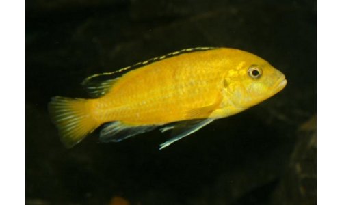Labidochromis sp. yellow
